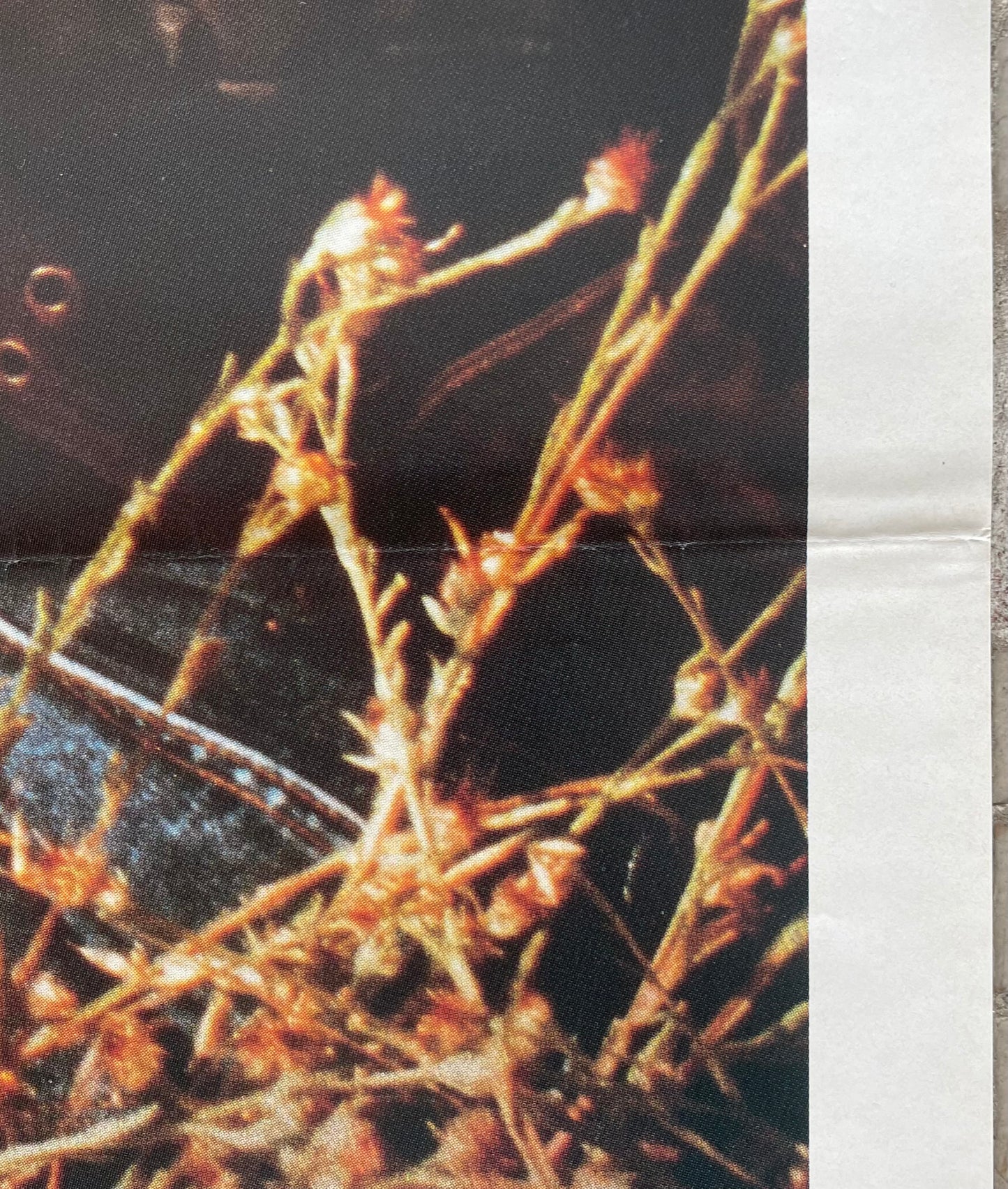 Assassination (1987) Charles Bronson - One Sheet